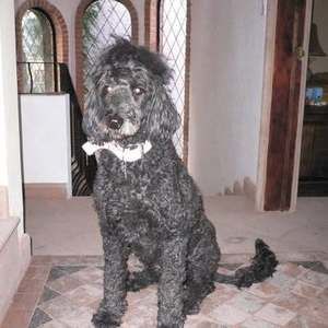 Meet your Posher, Tim